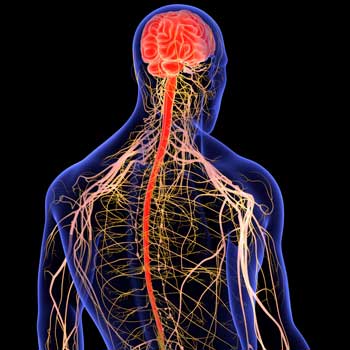 Patricia Kiser-Cohen, DC at University Chiropractic in Palo Alto